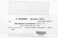 Rhytisma acerinum image